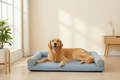 Cama azul con golden retriever sin marca de agua